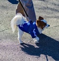 Small Dog at the annual Roanoke Valley SPCA 5K Tail Chaser